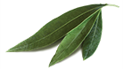 Olive-Leaf